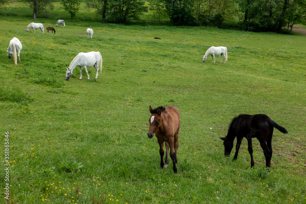 Obraz premium LIPIZZANER . LIPIZZANER HORSES