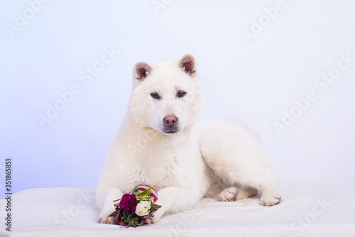 Kishu Inu white japanese beautiful dog middle size