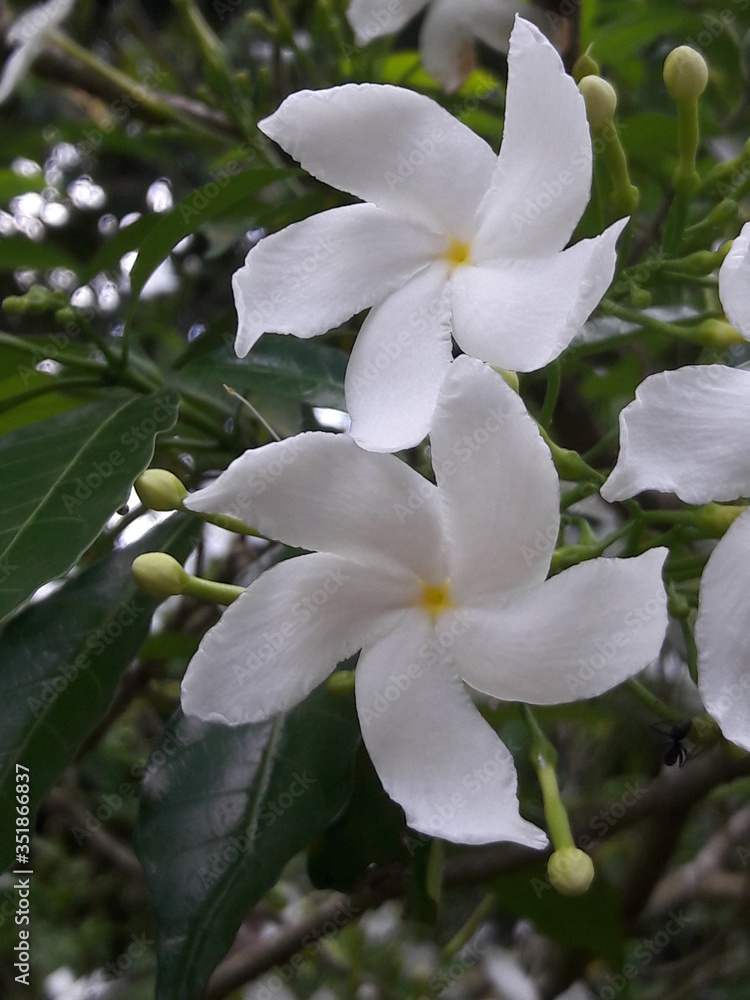 Obraz premium white flower