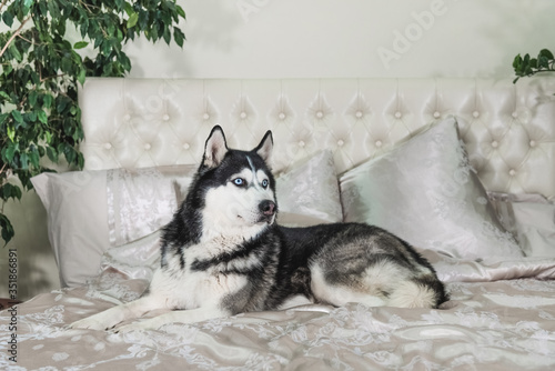 The pet lies on a luxurious bed in the roThe pet lies on the bed, while the owners are not at home. The concept of love for pets photo