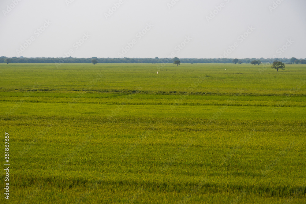 A rice field in Cambodia