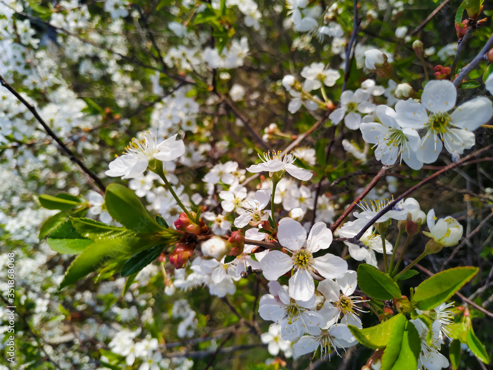 Blooming sakura / apple tree is against the blue sky. Spring concept. The basis for the postcard. Blooming sakura / apple tree is against the blue sky. Spring concept. The basis for the postcard.