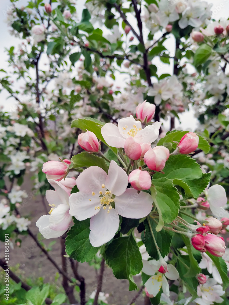 Fototapeta premium blossoming apple tree / sakura branch, white tree