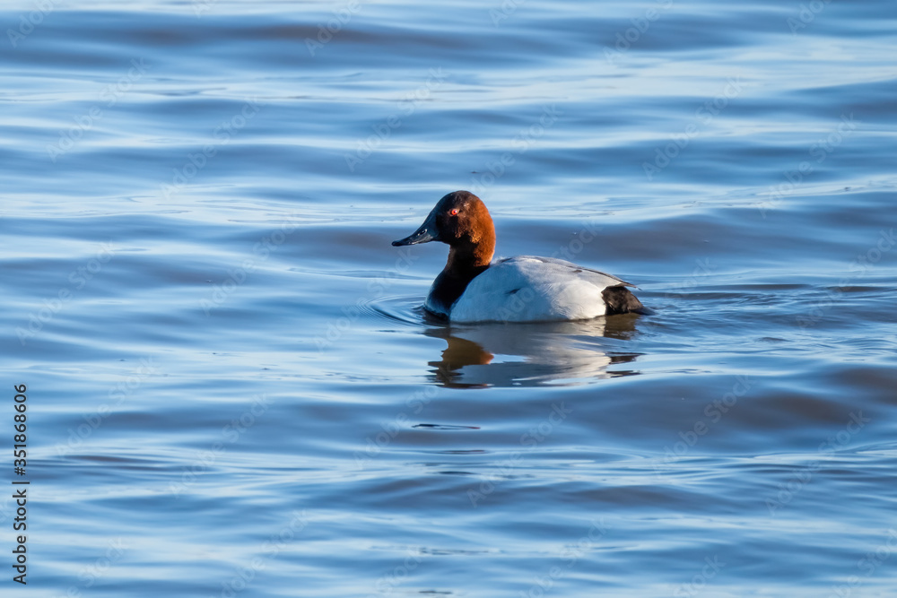 Fotografie Redhead (Aythya americana)