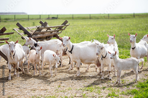 farm in the village, a herd of goats walks on the grass, little goats play, summer, green grass, good weather, the village