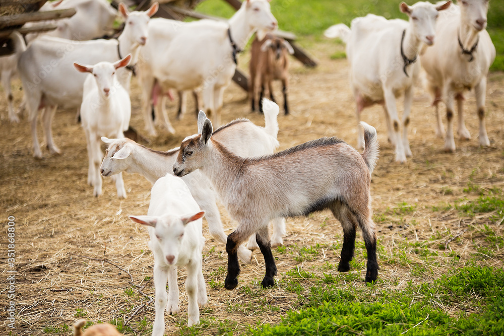 farm in the village, a herd of goats walks on the grass, little goats play, summer, green grass, good weather, the village farm in the village, a herd of goats walks on the grass, little goats play, summer, green grass, good weather, the village