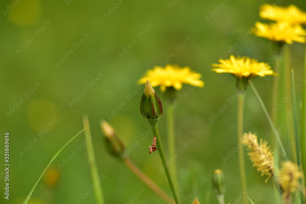 Fototapeta premium yellow dandelion flower