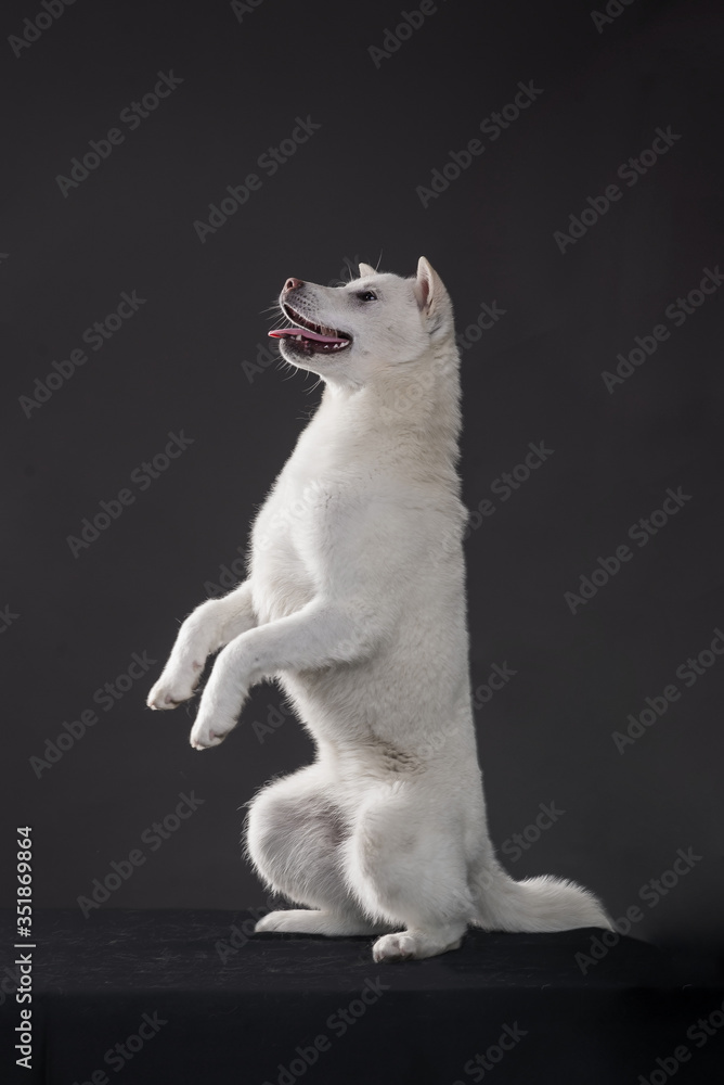 Fototapeta premium Kishu Inu white japanese beautiful dog middle size