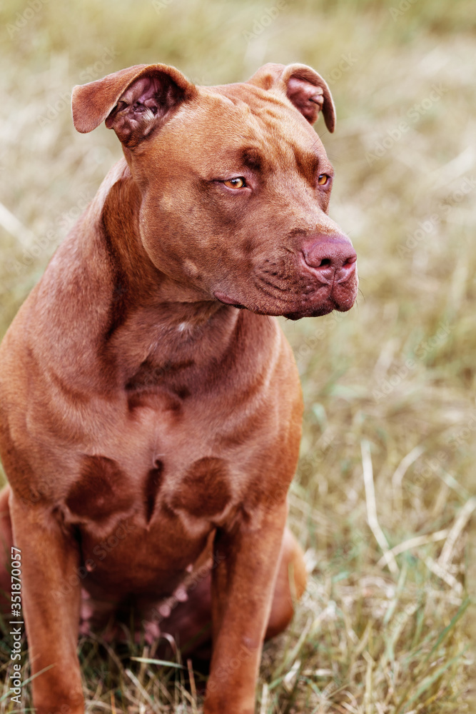 Big brown Pit bull Terrier dog outside.  American Staffordshire Terrier dog. Dog rescue pet adoption concept