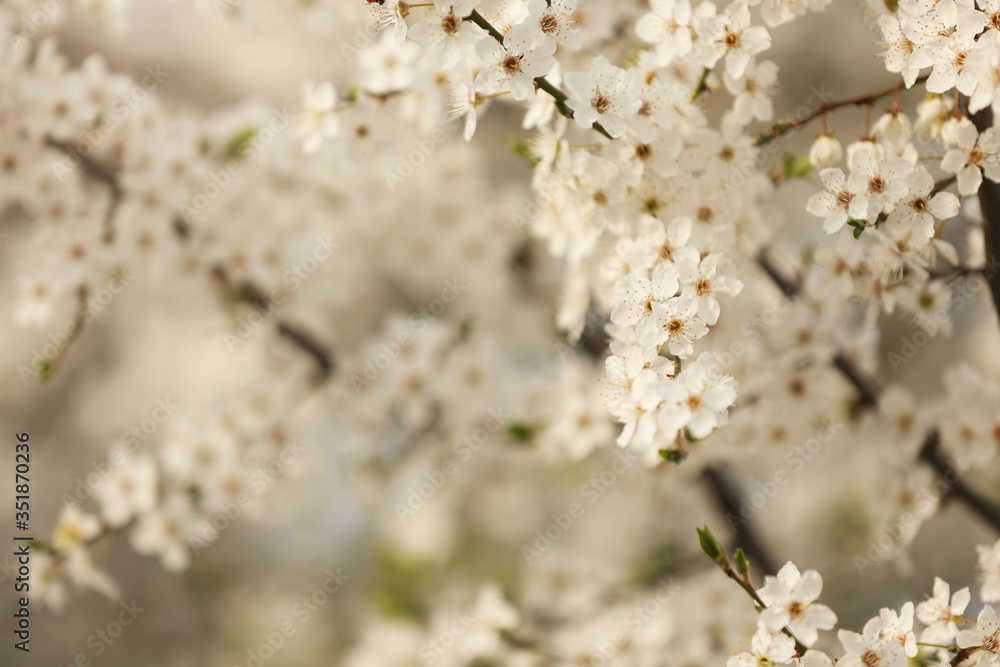 Closeup view of blossoming tree outdoors on spring day Closeup view of blossoming tree outdoors on spring day