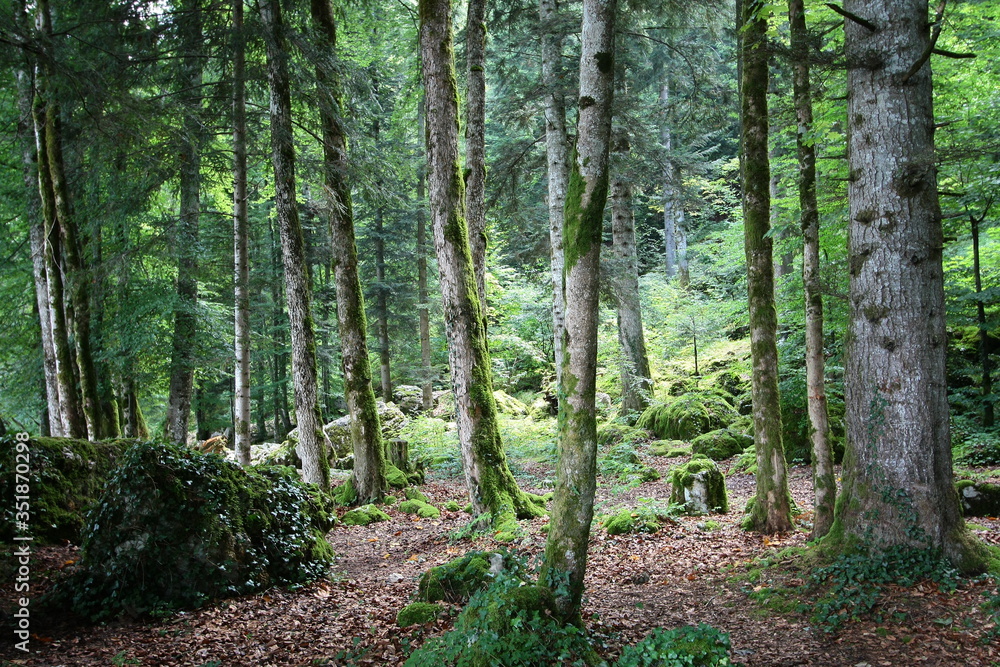 Obraz premium Forêt