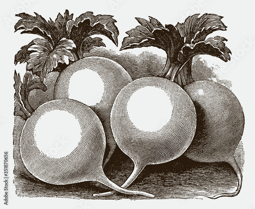 Four white, globe-shaped radishes lying on the ground, randomly arranged, after a historical engraving from the early 20th century