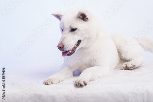 Kishu Inu white japanese beautiful dog middle size © Polina Anisiforova