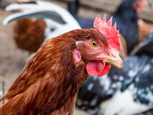 Gallina mira fijamente al objetivo.