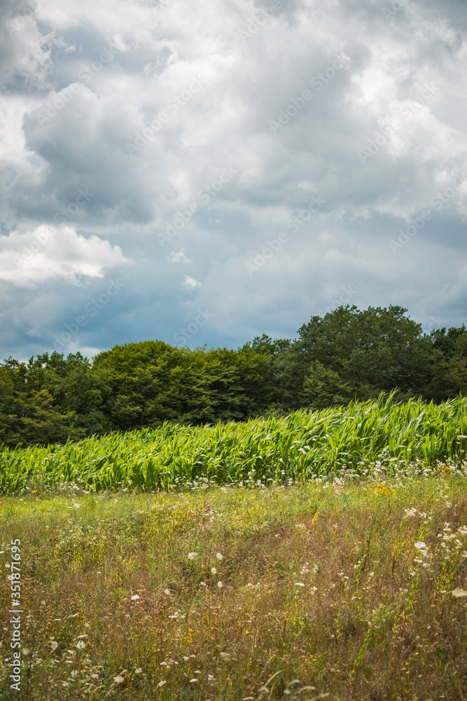 Obraz premium Champ de maïs en été