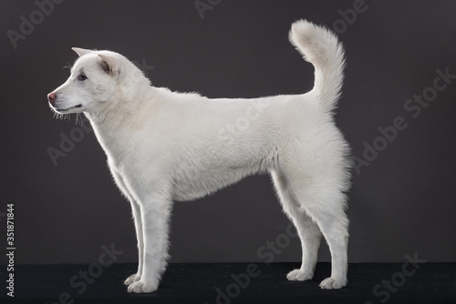 Kishu Inu white japanese beautiful dog middle size photo