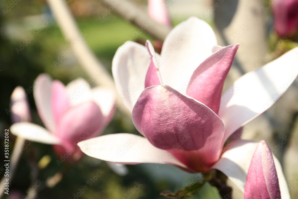 Closeup view of blossoming magnolia tree outdoors on spring day Closeup view of blossoming magnolia tree outdoors on spring day