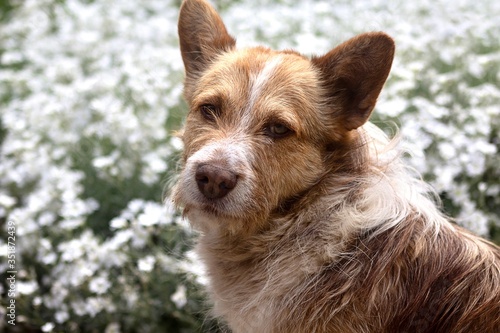 portrait of a brown mongrel dog