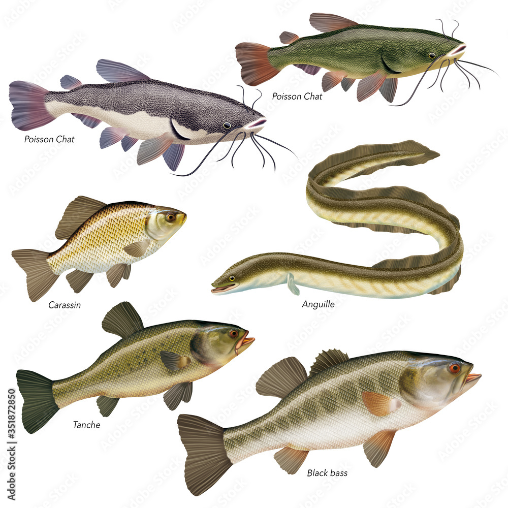 30 Best Poisson Chat Images Stock Photos Vectors Adobe Stock 30 Best Poisson Chat Images Stock Photos Vectors Adobe Stock