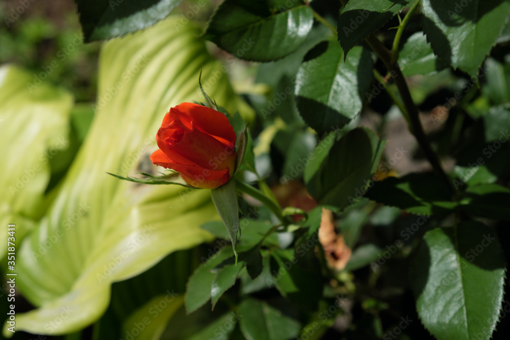 A small rose flower with coral petals. Home flowers. A small rose flower with coral petals. Home flowers.