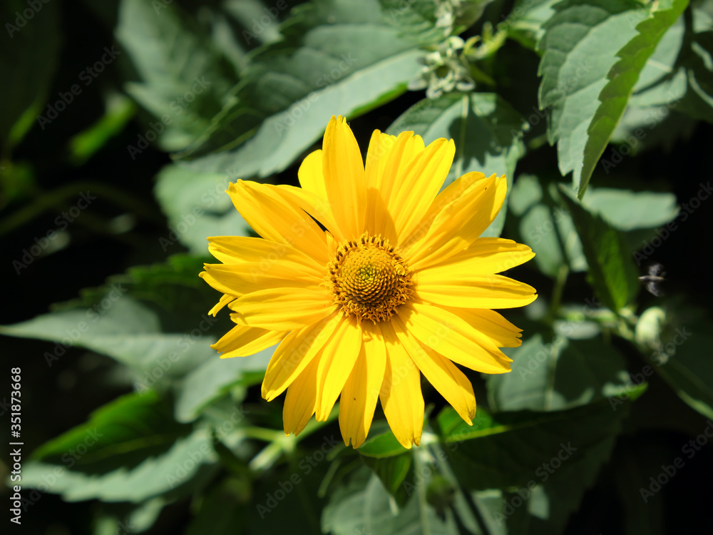 Arnica mountain, close-up. One beautiful yellow flower. Arnica mountain, close-up. One beautiful yellow flower.