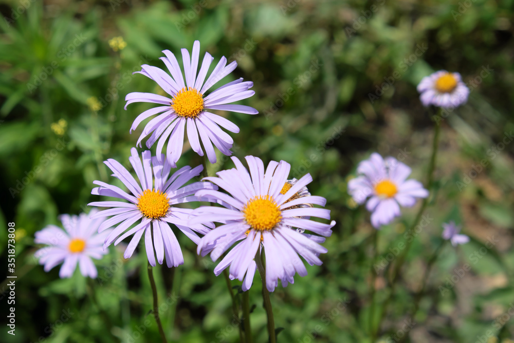 Daisies with purple petals. Little beautiful flowers. Daisies with purple petals. Little beautiful flowers.
