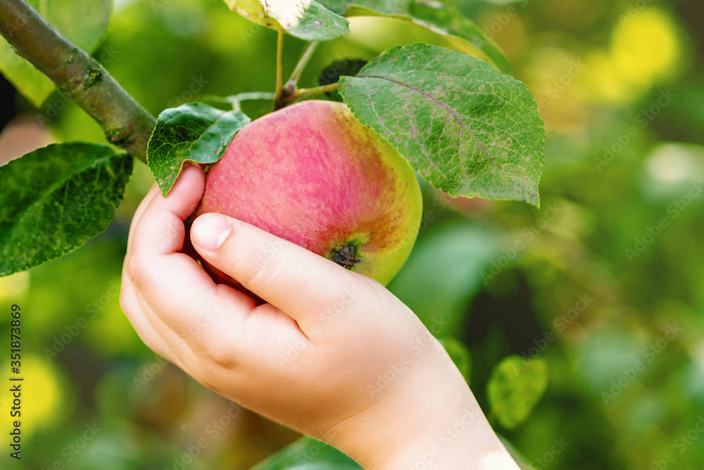 Apple hang on a branch of an apple tree and child's hand touchilg it. Apples harvesting. Selective focus, close up.