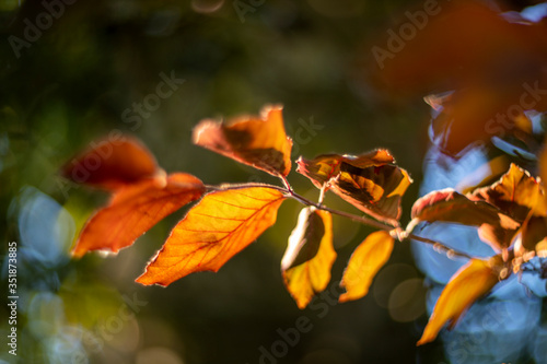 Wallpaper Mural Young leaves of a red beech, photographed with a vintage lens Torontodigital.ca