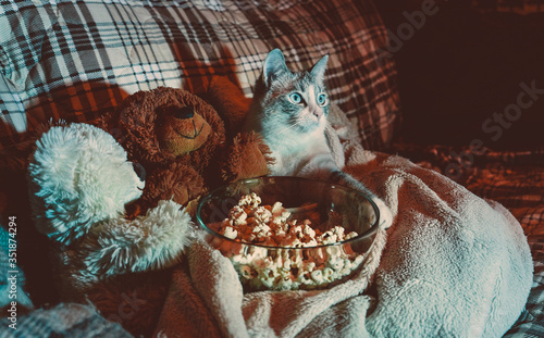 Family evening. The cat is watching a movie with friends bears