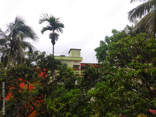 Bunch of trees are shaking during amphan cyclone