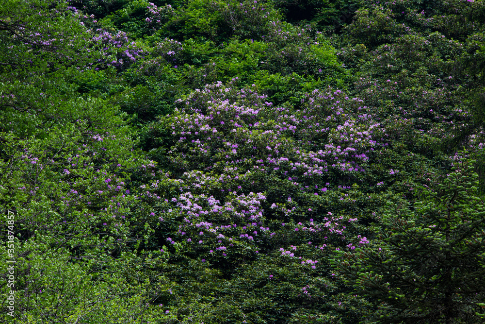 Background image of various colored flower fields Background image of various colored flower fields