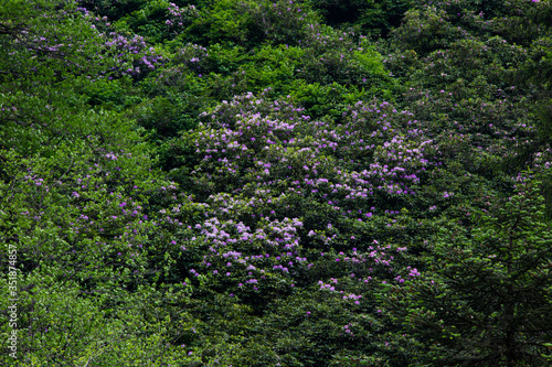 Fototapeta Naklejka Na Ścianę i Meble -  Background image of various colored flower fields