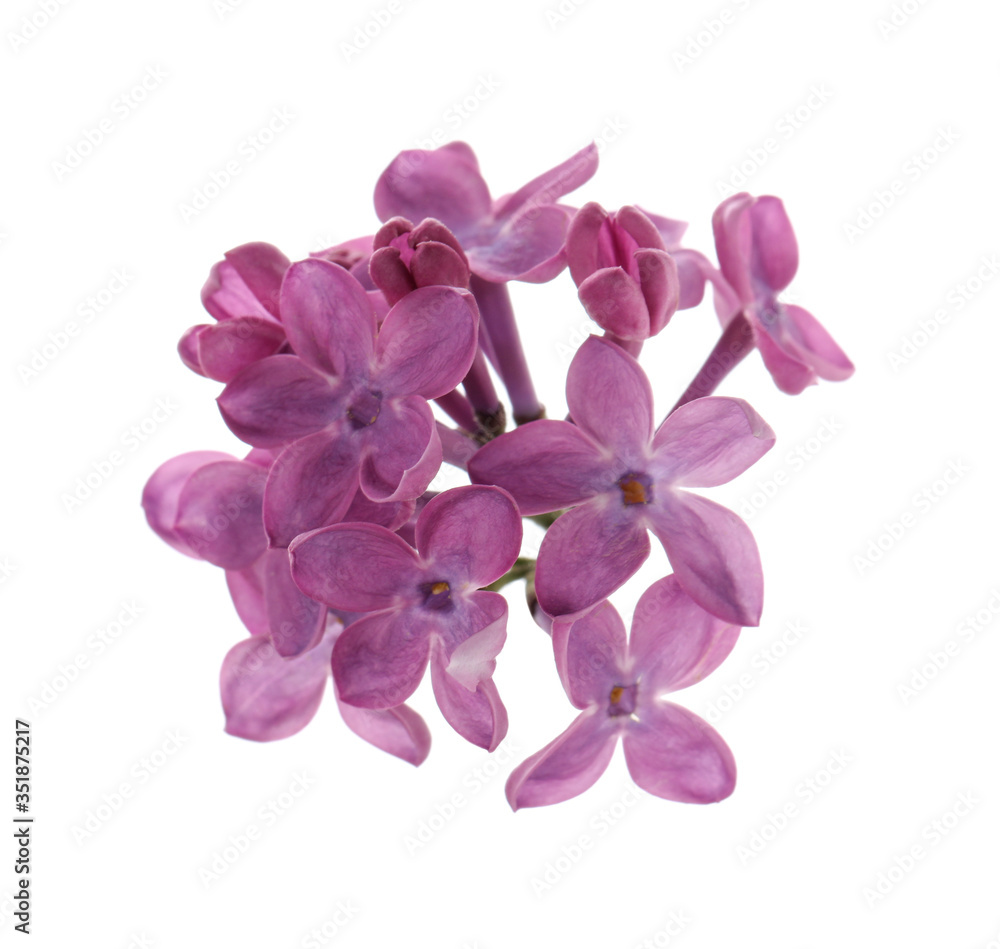 Beautiful purple lilac blossom isolated on white Beautiful purple lilac blossom isolated on white
