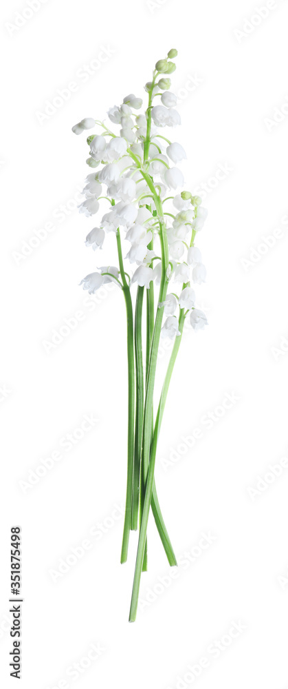 Obraz premium Beautiful lily of the valley flowers isolated on white
