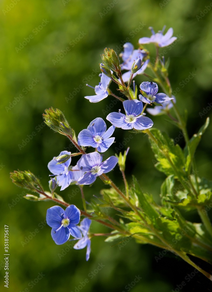 small,blue flowers of Veronica chamandrys wild plant small,blue flowers of Veronica chamandrys wild plant