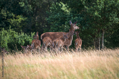 Troupeau de daims  de faons et de biches dans une prairie