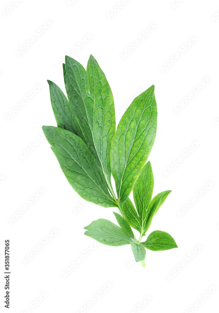 Fresh leaves of peony plant isolated on white Fresh leaves of peony plant isolated on white