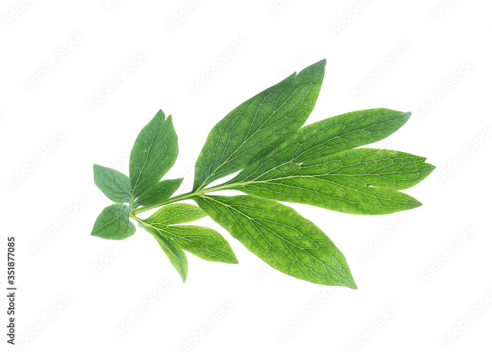 Fresh leaves of peony plant isolated on white Fresh leaves of peony plant isolated on white