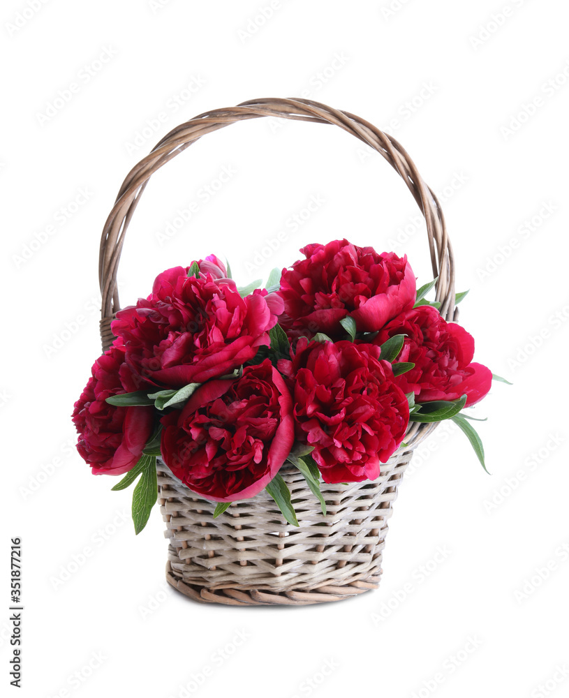 Bouquet of beautiful red peonies in wicker basket isolated on white