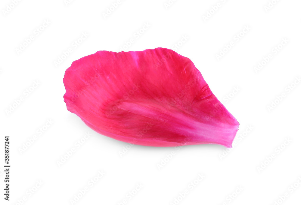 Beautiful petal of peony flower isolated on white