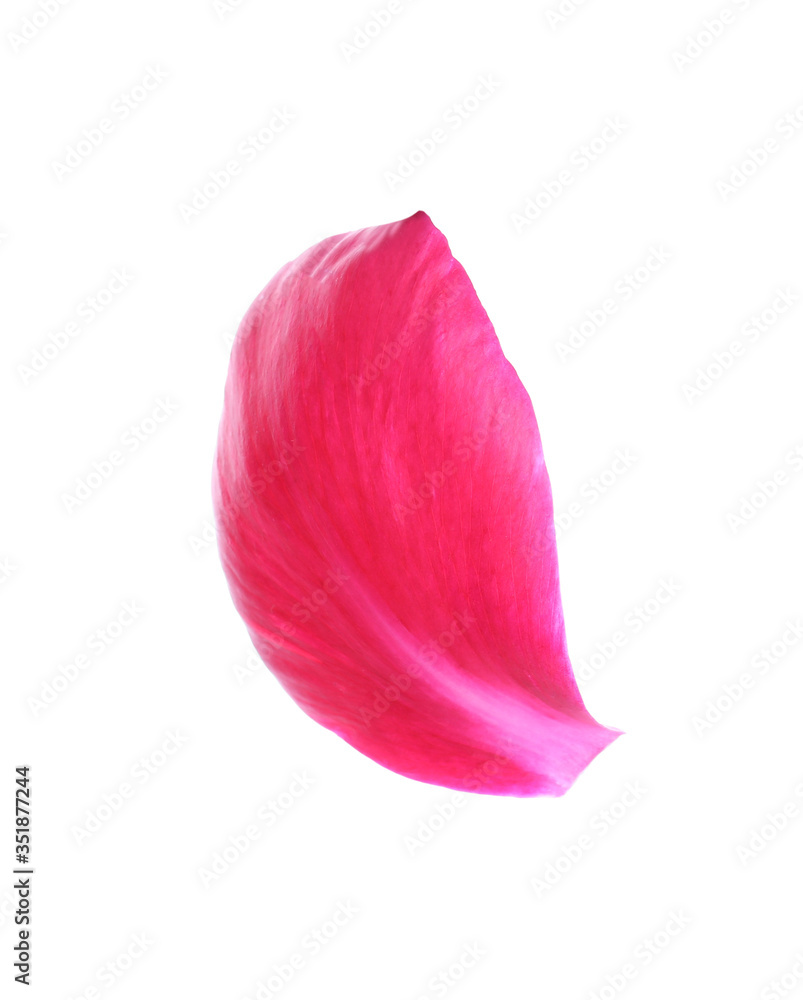 Beautiful petal of peony flower isolated on white Beautiful petal of peony flower isolated on white