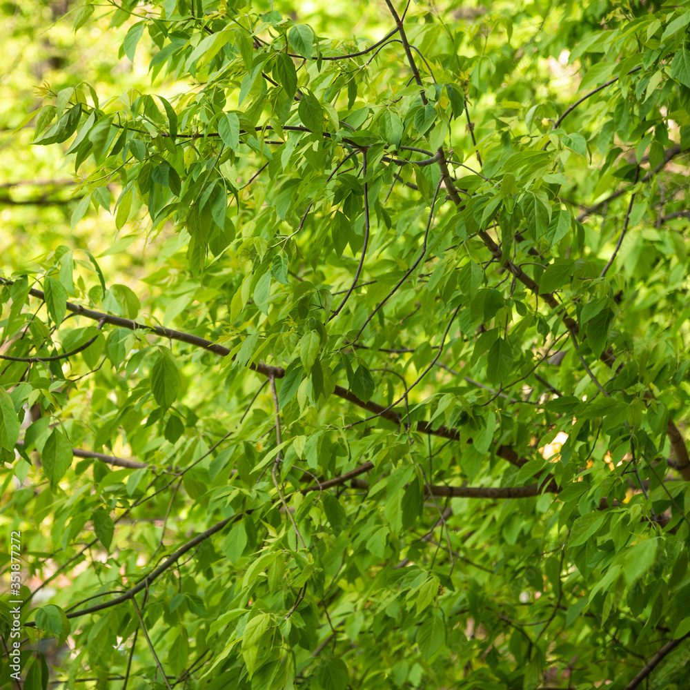 Tree branches with fresh green leaves, view from the window of a house - beautiful natural background Tree branches with fresh green leaves, view from the window of a house - beautiful natural background
