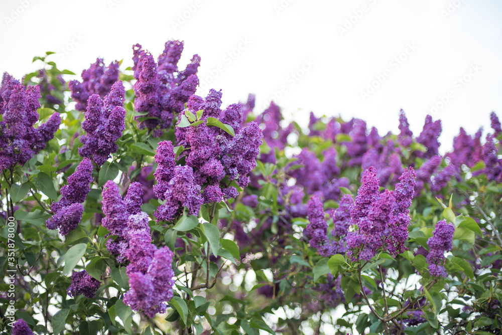 Obraz premium Lilac syringa vulgaris purple flowers in may, blooming bush photography