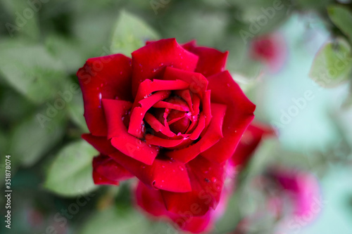 Red roses on a background of green grass
