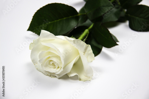 One white rose flower on white background. Flat lay, top view for romantic concept. White rose with green leaves