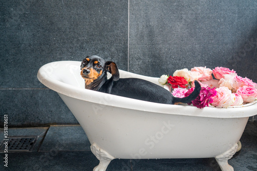 猫脚バス 犬用 バラ風呂に入る小型犬 ペット用お風呂 Stock Photo Adobe Stock 猫脚バス 犬用 バラ風呂に入る小型犬 ペット用お風呂 Stock Photo Adobe Stock
