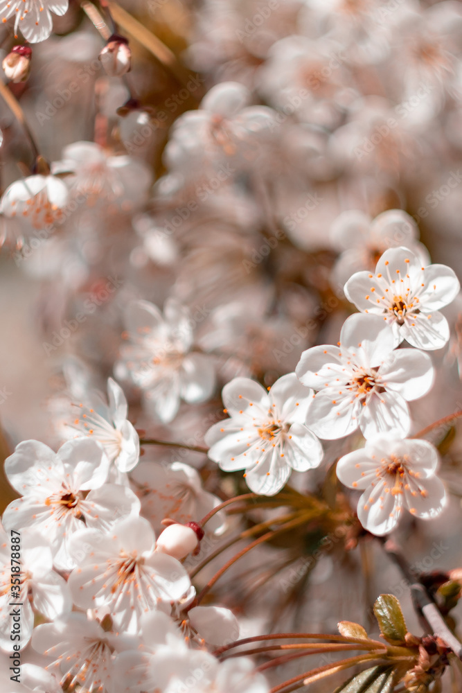 swirling background of blooming cherry. spring mood. spring flowers shot on helios swirling background of blooming cherry. spring mood. spring flowers shot on helios