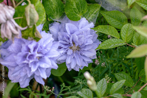 八重咲き薄紫のクレマチス/マズリー/Clematis /Mazury