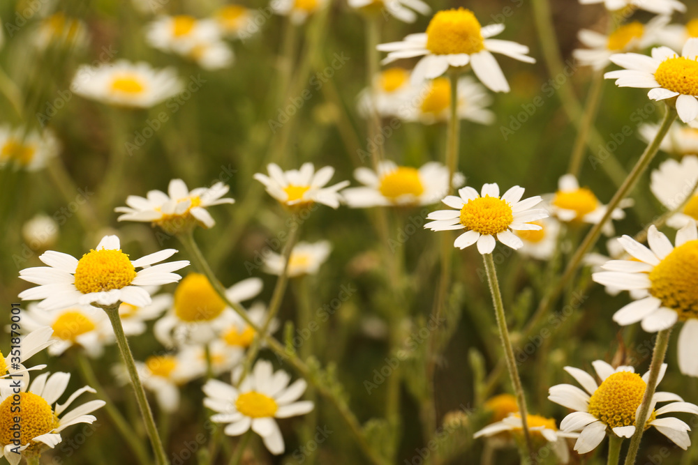 Beautiful chamomile flowers growing in field, closeup Beautiful chamomile flowers growing in field, closeup