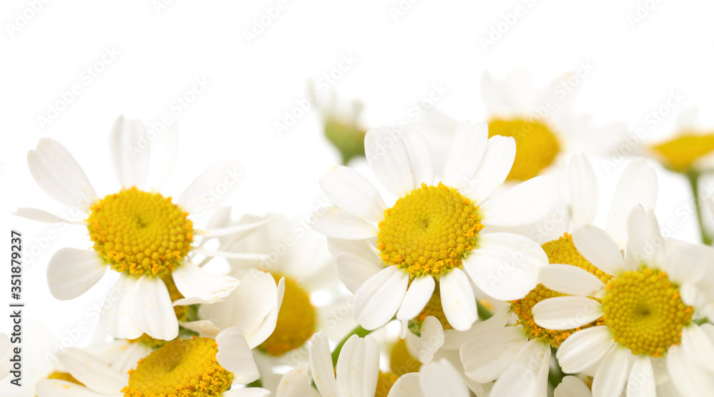 Many beautiful chamomiles on white background, closeup